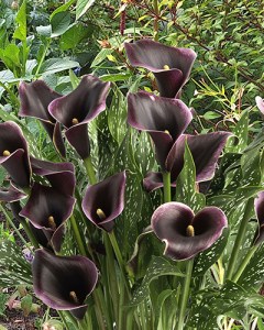 Zantedeschia Dubai Nights7